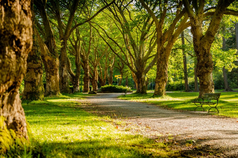 Park Maślicki
